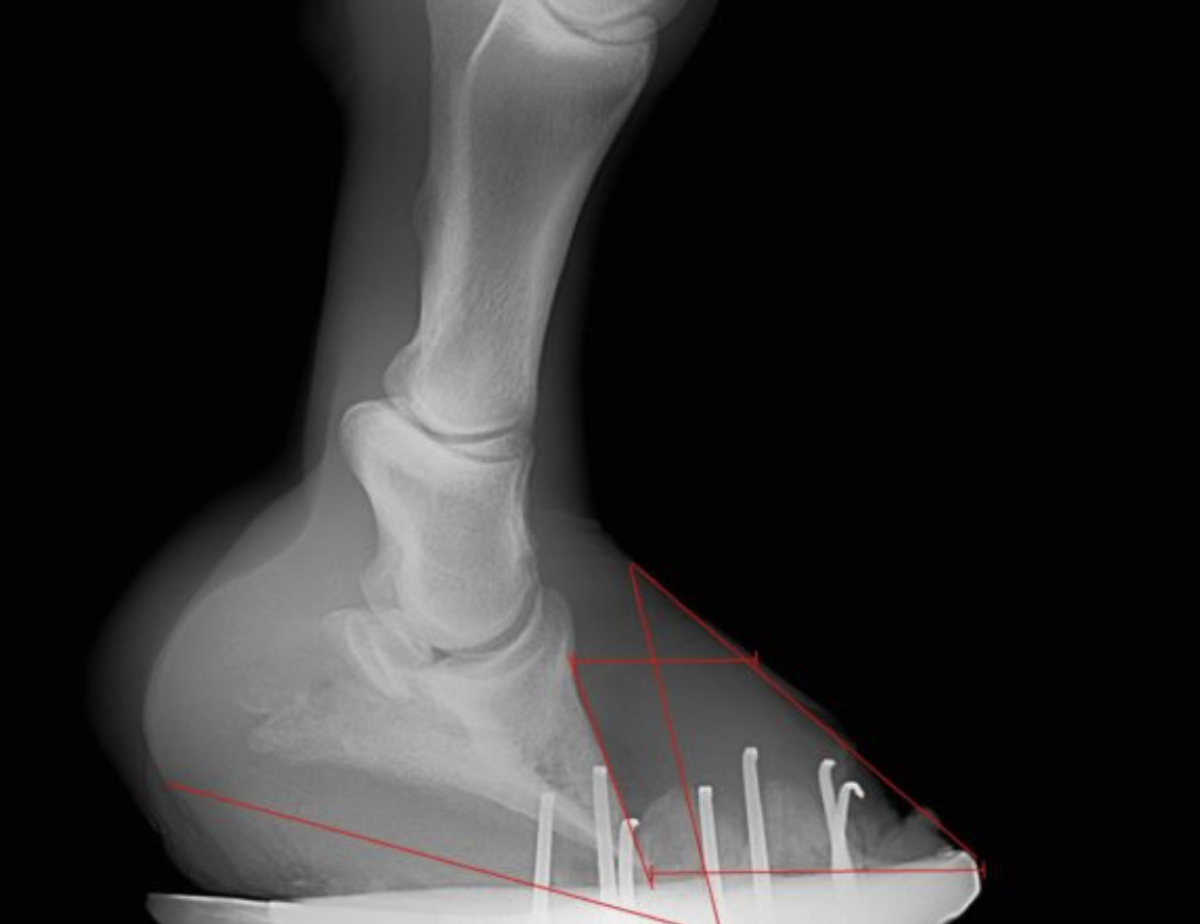 Cura della laminite — Clinica Equina Andromeda