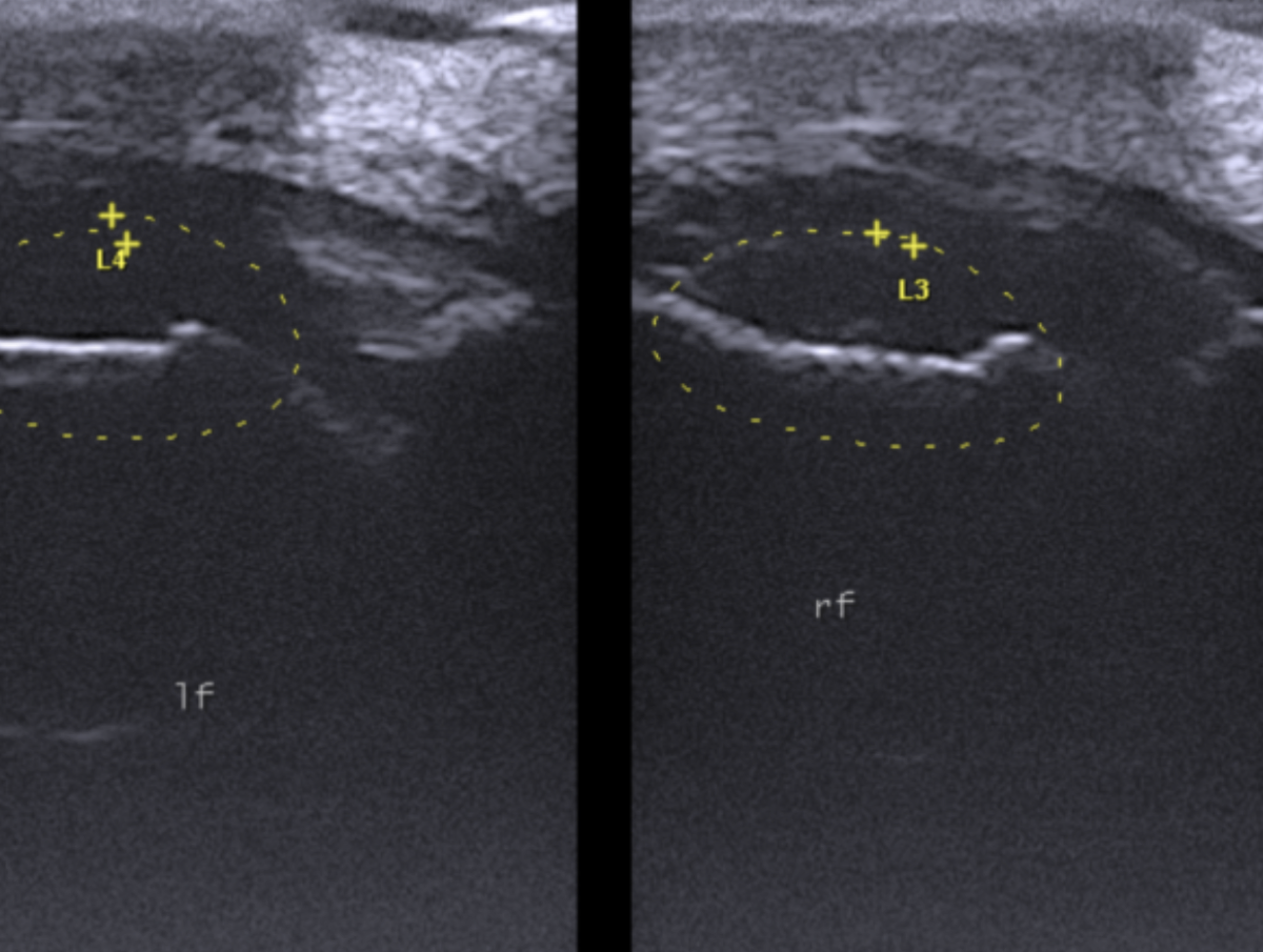 Ecografia — Clinica Equina Andromeda