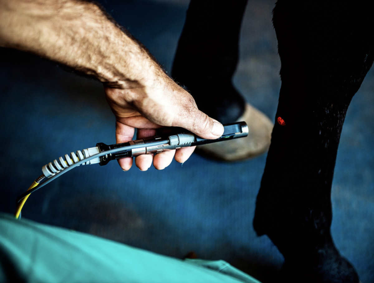Laser terapia — Clinica Equina Andromeda