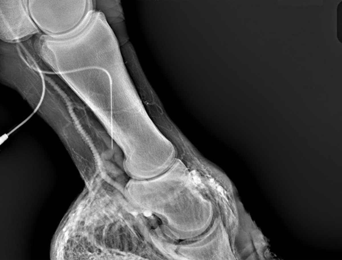 Venografia digitale — Clinica Equina Andromeda